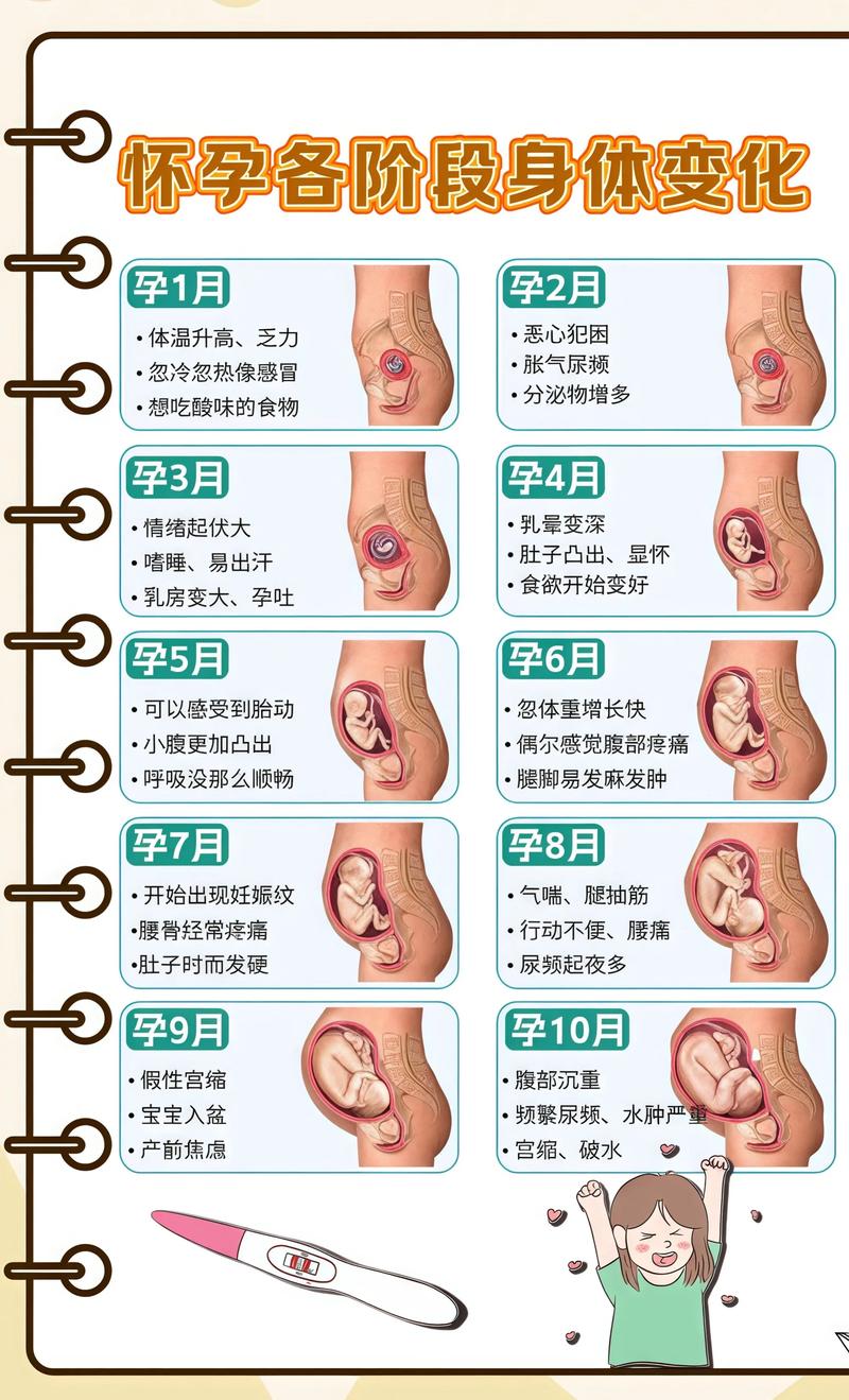 揭秘供卵代孕妈妈怀孕小腹分两节，孕期变化的奥秘东营代生机构: